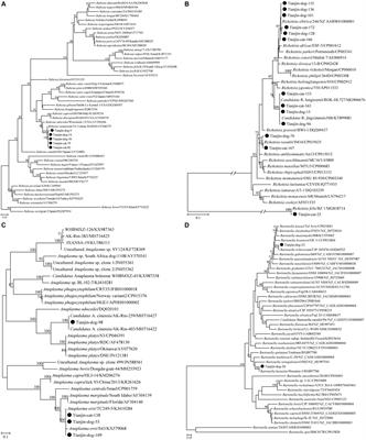 Genetic diversity of vector-borne zoonotic pathogens in companion dogs and cats, Tianjin, China